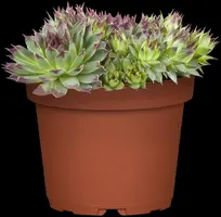 Sempervivum (Huislook) - afbeelding 16