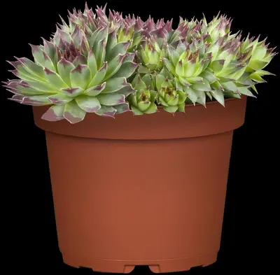 Sempervivum (Huislook) - afbeelding 16