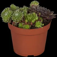 Sempervivum (Huislook) - afbeelding 80