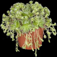 Sempervivum (Huislook) - afbeelding 63