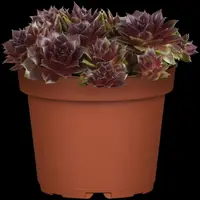 Sempervivum (Huislook) - afbeelding 14