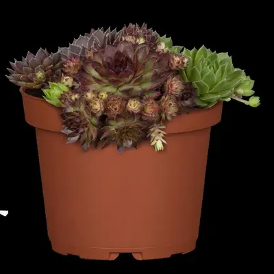 Sempervivum (Huislook) - afbeelding 89