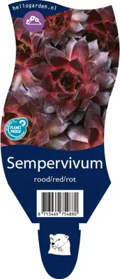 Sempervivum rood (Huislook) - afbeelding 1