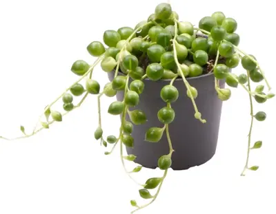 Senecio Herreanus (Erwtenplantje) 10cm - afbeelding 1