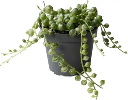 Senecio 'Herreianus Variegata' (Erwtenplantje) 10cm - afbeelding 1