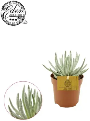 Senecio scaposus. 10.5cm - afbeelding 2