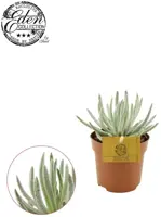 Senecio scaposus. 10.5cm - afbeelding 2