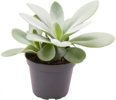 Senecio 'Zagros' 15cm - afbeelding 1