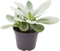 Senecio 'Zagros' 15cm - afbeelding 1