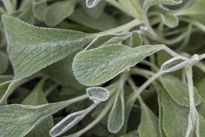 Sideritis syriaca (Sideritis) - afbeelding 1