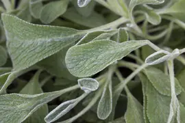 Sideritis syriaca (Sideritis) - afbeelding 1