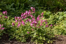 Silene dioica (Dagkoekoeksbloem) - afbeelding 2