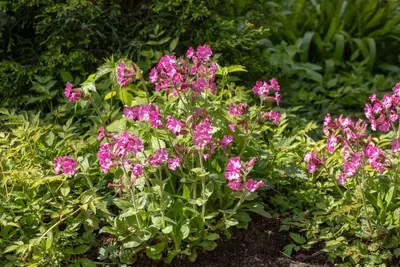Silene dioica (Dagkoekoeksbloem) - afbeelding 4
