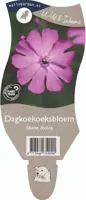 Silene dioica (Dagkoekoeksbloem) - afbeelding 1