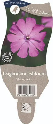 Silene dioica (Dagkoekoeksbloem) - afbeelding 1