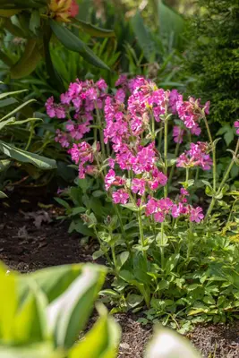 Silene dioica (Dagkoekoeksbloem) - afbeelding 3