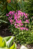 Silene dioica (Dagkoekoeksbloem) - afbeelding 3