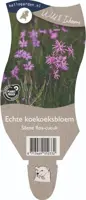 Silene flos-cuculi (Echte koekoeksbloem) - afbeelding 1