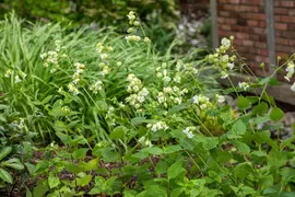 Silene maritima 'Weisskehlchen' (Lijmkruid) - afbeelding 2