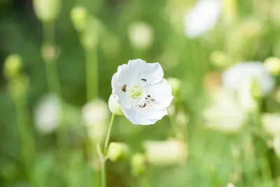 Silene maritima 'Weisskehlchen' (Lijmkruid) - afbeelding 3