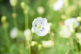 Silene maritima 'Weisskehlchen' (Lijmkruid) - afbeelding 3