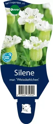 Silene maritima 'Weisskehlchen' (Lijmkruid) - afbeelding 1