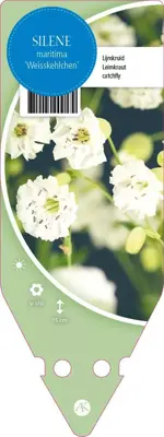 Silene Maritima Weisskehlchen (Lijmkruid) - afbeelding 1