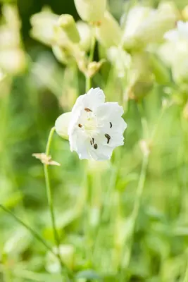Silene maritima 'Weisskehlchen' (Lijmkruid) - afbeelding 4