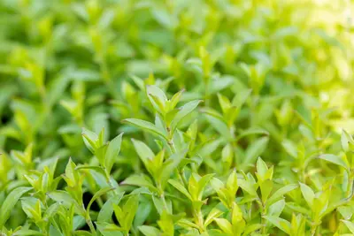 Silene Schafta (Lijmkruid) - afbeelding 4