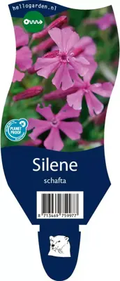 Silene schafta (Lijmkruid) - afbeelding 1
