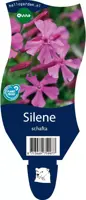 Silene schafta (Lijmkruid) - afbeelding 1