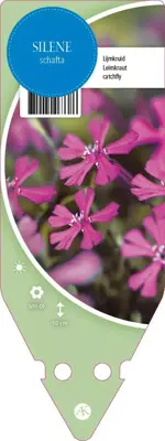 Silene Schafta (Lijmkruid) - afbeelding 1