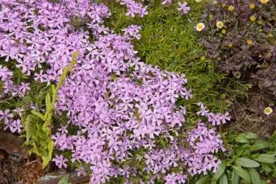 Silene schafta (Lijmkruid) - afbeelding 2