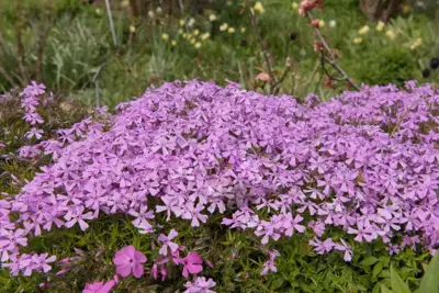 Silene schafta (Lijmkruid) - afbeelding 3