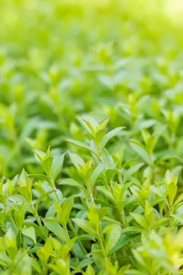 Silene Schafta (Lijmkruid) - afbeelding 3