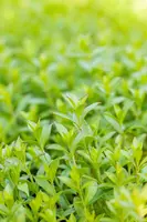 Silene Schafta (Lijmkruid) - afbeelding 3