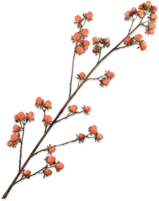 Silk-ka kunsttak braam 113cm oranje - afbeelding 1