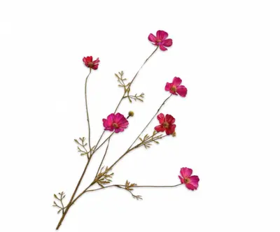 Silk-ka kunsttak cosmos 77cm beauty - afbeelding 1