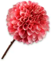 Silk-ka kunsttak dahlia 64cm beauty - afbeelding 1