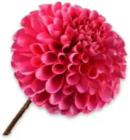 Silk-ka kunsttak dahlia 64cm fuchsia - afbeelding 1