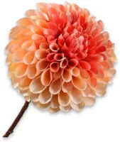 Silk-ka kunsttak dahlia 64cm oranje - afbeelding 1