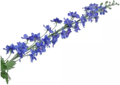 Silk-ka kunsttak delphinium 116cm blauw - afbeelding 1