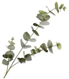 Silk-ka kunsttak eucalyptus 86cm groen - afbeelding 1