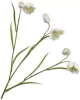 Silk-ka kunsttak fritillaria 64cm crème kopen?