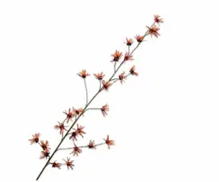 Silk-ka kunsttak hazelaar 153cm oranje - afbeelding 1