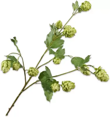 Silk-ka kunsttak hop 77cm groen - afbeelding 1