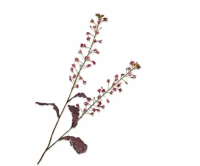 Silk-ka kunsttak primula 85cm roze - afbeelding 1