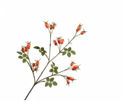 Silk-ka kunsttak rozenbottel 67cm oranje - afbeelding 1