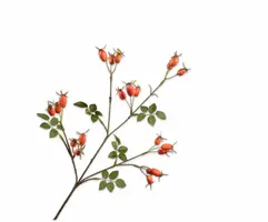 Silk-ka kunsttak rozenbottel 67cm oranje - afbeelding 1