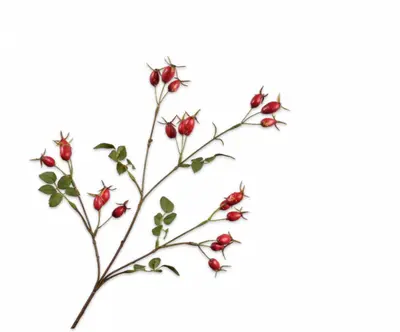 Silk-ka kunsttak rozenbottel 67cm rood - afbeelding 1